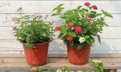 艾丽莎最新爆料新闻视频,最新爆料新闻视频深度解析 第3张 艾丽莎最新爆料新闻视频,最新爆料新闻视频深度解析 第3张